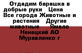Отдадим барашка в добрые руки › Цена ­ 1 - Все города Животные и растения » Другие животные   . Ямало-Ненецкий АО,Муравленко г.